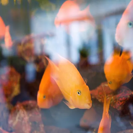 Parkhotel Congress Center Hotell 4*